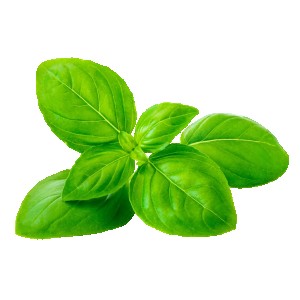 Basil