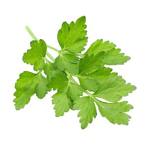 Cilantro