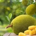 Jackfruit